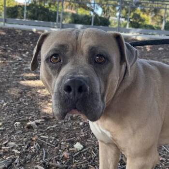 Long Johns -  Bullmastiff Dog for Adoption in Walnut Creek, California - Long Johns | PetCurious