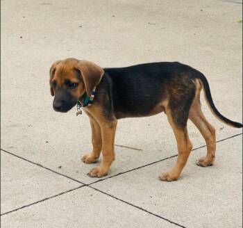 Waggsley -  Treeing Walker Coonhound and Mixed Breed Dog for Adoption in Clinton, Wisconsin - Waggsley | PetCurious
