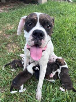 Mama Bear -  Boxer Dog for Adoption in Monticello, New York - Mama Bear | PetCurious