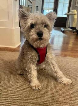 Schnauzer Dogs Available for Adoption - Oscar | PetCurious