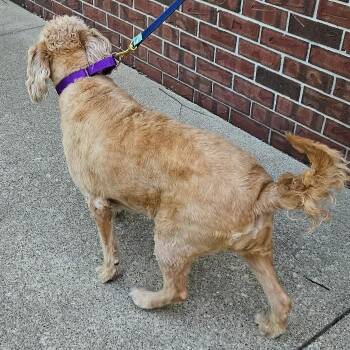 Goldendoodle Dogs Available for Adoption in Louisville, Kentucky - Rosie Smith | PetCurious