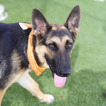 LINCOLN -  German Shepherd Dog Dog for Adoption in San Antonio, Texas - LINCOLN | PetCurious