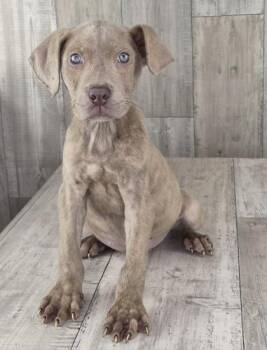 Cashew -  Mixed Breed Dog for Adoption in Shreveport, Louisiana - Cashew | PetCurious
