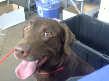 Labrador Retriever Dogs Available for Adoption in Dallas, Texas - CHOCO | PetCurious