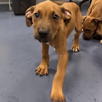 Azar -  Boxer and Mixed Breed Dog for Adoption in Greensboro, North Carolina - Azar | PetCurious