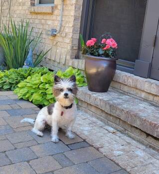 Shih Tzu Dogs Available for Adoption in Nashville, Tennessee - Bella | PetCurious
