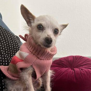 Chihuahua and Terrier Dogs Available for Adoption - Poppy | PetCurious
