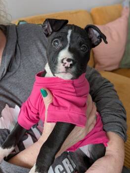 Pit Bull Terrier Dogs Available for Adoption in Clay, New York - Maya | PetCurious