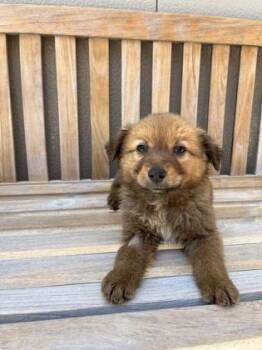 Shepherd Dogs Available for Adoption in Cashiers, North Carolina - Reba | PetCurious