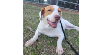 Rescue Hound Dogs for Adoption in Dallas, Texas - Deputy Dawgs: Marley (CP) | PetCurious