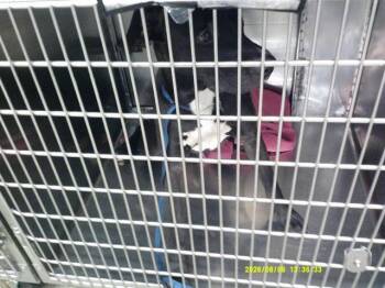 RICHIE -  Pit Bull Terrier and Mixed Breed Dog for Adoption in Oklahoma City, Oklahoma - RICHIE | PetCurious