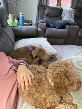 Doberman Pinscher and Labrador Retriever Dogs Available for Adoption in Saginaw, Michigan - Sylvie | PetCurious