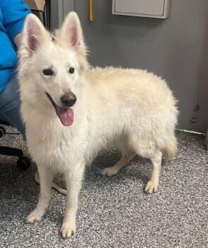 Rescue German Shepherd Dog Dogs for Adoption in Roanoke, Virginia - Blanca | PetCurious