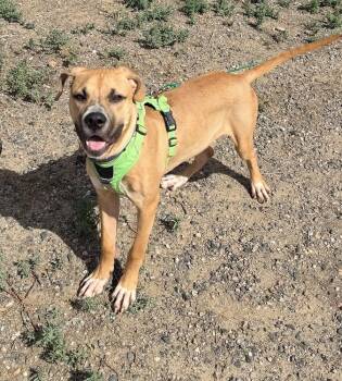 BLAZE -  Boxer Dog for Adoption in Broomfield, Colorado - BLAZE | PetCurious