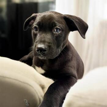 Cane Corso and Labrador Retriever Dogs Available for Adoption in Fort Myers, Florida - Squirt-2mo Old Puppy! | PetCurious