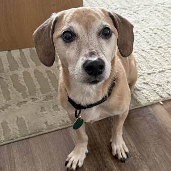 Benji -  Chihuahua and Dachshund Dog for Adoption - Benji | PetCurious