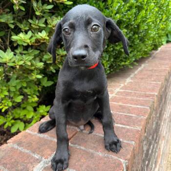 Mixed Breed Dogs Available for Adoption in Brownsboro, Alabama - Macaroni | PetCurious