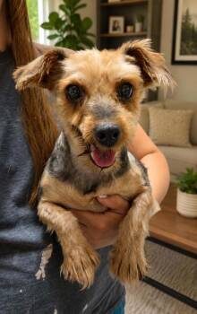 Yorkshire Terrier Dogs Available for Adoption in Malvern, Pennsylvania - Christy | PetCurious