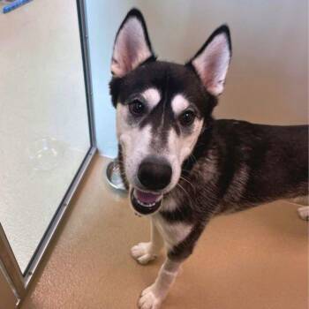 Arnold -  Siberian Husky Dog for Adoption in Walnut Creek, California - Arnold | PetCurious