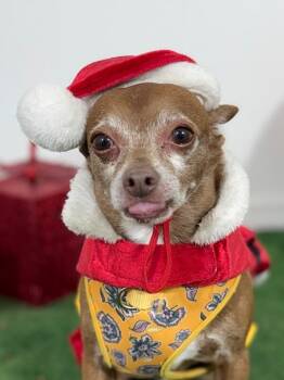 Chihuahua and Mixed Breed Dogs Available for Adoption - Bruce Willis | PetCurious