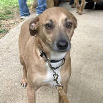 Treeing Walker Coonhound and Chihuahua Dogs Available for Adoption in Shelby, North Carolina - Lilly ( Fna Bunny) | PetCurious
