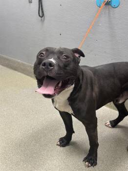 Rescue Pit Bull Terrier Dogs for Adoption in Las Vegas, Nevada - ACE | PetCurious