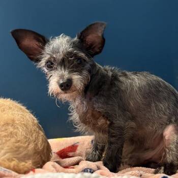 COSMO -  Chihuahua Dog for Adoption in Camarillo, California - COSMO | PetCurious