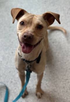 Rescue Mixed Breed Dogs for Adoption in Twinsburg, Ohio - Pettyluyah | PetCurious