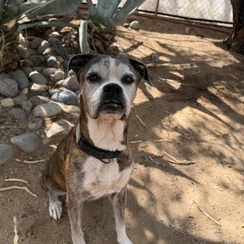 Rosie -  Boxer Dog for Adoption in Oro Valley, Arizona - Rosie | PetCurious