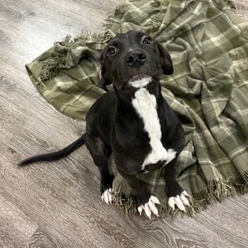 Rescue Hound and Labrador Retriever Dogs for Adoption in Tulsa, Oklahoma - Robin | PetCurious