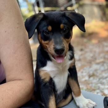 Croissant -  Hound Dog for Adoption in Wake Forest, North Carolina - Croissant | PetCurious