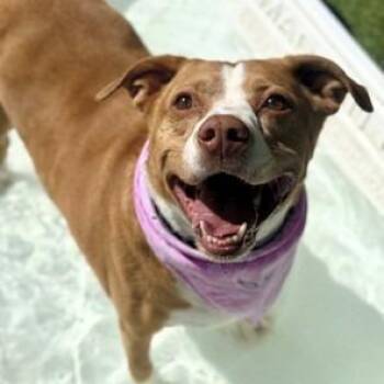 Leyla -  Pit Bull Terrier Dog for Adoption in Las Vegas, Nevada - Leyla | PetCurious