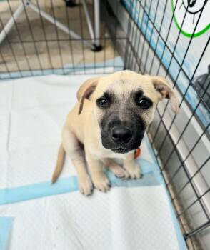 German Shepherd Dog Dogs Available for Adoption in Pflugerville, Texas - Tulip | PetCurious
