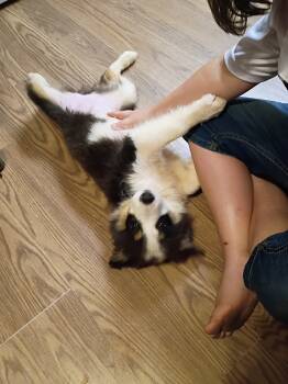 Sissy  -  Australian Shepherd Dog for Sale in Fort Worth, Texas - Sissy  | PetCurious