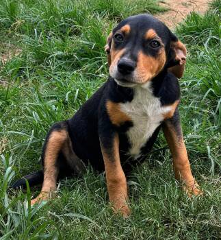 Wyatt - hound litter of 9 -  Hound Dog for Adoption in Horn Lake, Mississippi - Wyatt - Hound Litter Of 9 | PetCurious