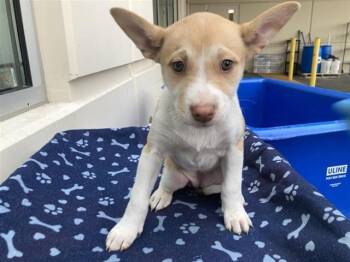 Siberian Husky and Labrador Retriever Dogs Available for Adoption - FLORENCE | PetCurious