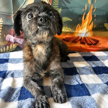 Charlie -  Shih Tzu Dog for Adoption in Tylertown, Mississippi - Charlie | PetCurious