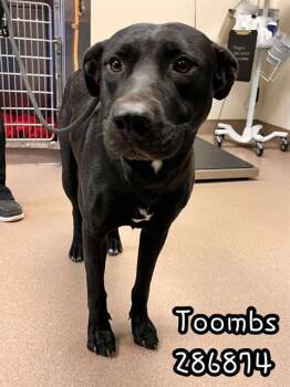 Rescue Labrador Retriever and Mixed Breed Dogs for Adoption in Macon, Georgia - TOOMBS | PetCurious