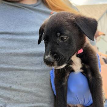 TX4170 Daisy -  German Shepherd Dog and Mixed Breed Dog for Adoption in Port Washington, New York - TX4170 Daisy | PetCurious