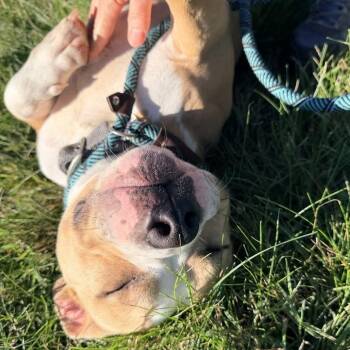 Ben -  Pit Bull Terrier Dog for Adoption in York, Pennsylvania - Ben | PetCurious