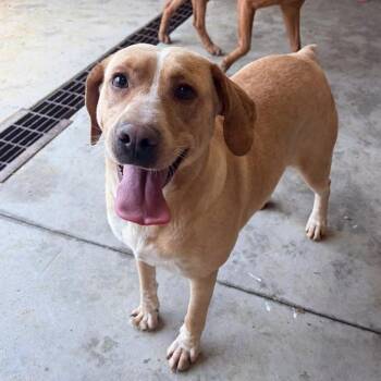 Sunshine -  Labrador Retriever Dog Available for Adoption in Columbia, South Carolina - Sunshine | PetCurious