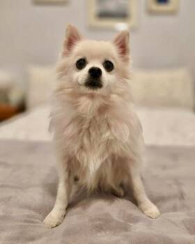Rescue Pomeranian and Chihuahua Dogs for Adoption in Seagoville, Texas - Oliver (Pom) | PetCurious