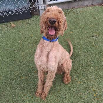 Golden Retriever and Poodle Dogs Available for Adoption in Galveston, Texas - Charlie | PetCurious