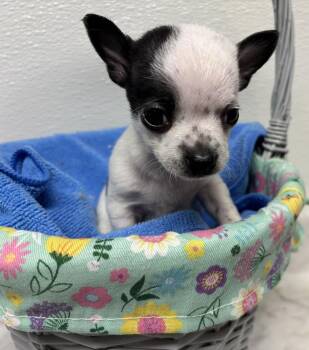 McIntosh -  Chihuahua Dog for Adoption in Bartlesville, Oklahoma - McIntosh | PetCurious