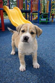 Pit Bull Terrier and Catahoula Leopard Dog Dogs Available for Adoption - MR. MAGOO | PetCurious