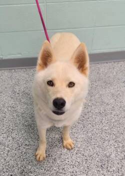 Jolly -  Terrier Dog Available for Adoption in Athens, Tennessee - Jolly | PetCurious
