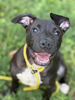Kobe -  Terrier Dog for Adoption in Petersburg, Virginia - Kobe | PetCurious