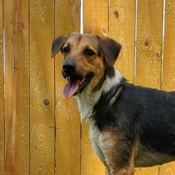 Rescue Beagle and Foxhound Dogs for Adoption in Austin, Texas - Rowdy Prev Stiller JuM | PetCurious