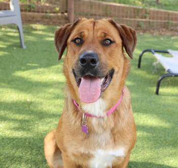 Rhodesian Ridgeback and Black Mouth Cur Dogs Available for Adoption in Southlake, Texas - Nina | PetCurious