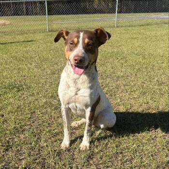 German Shorthaired Pointer and Pit Bull Terrier Dogs Available for Adoption in Ferndale, Washington - Jinx | PetCurious